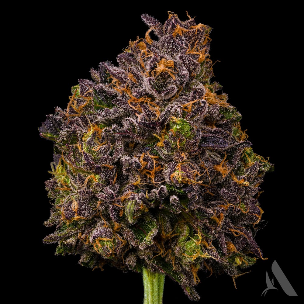 Zangria Flower T19.57% I 00373 by Affinity Grow