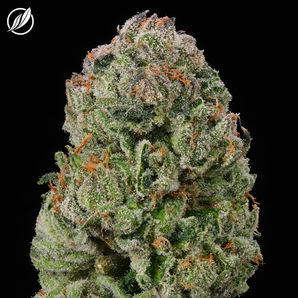Baccarat Flower T20.03% H 24686 by CTPharma