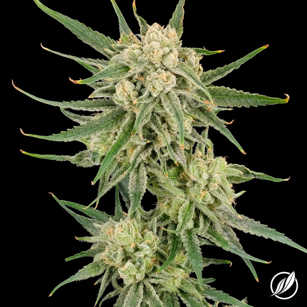 B52 Bomber Flower S 25401 by CTPharma