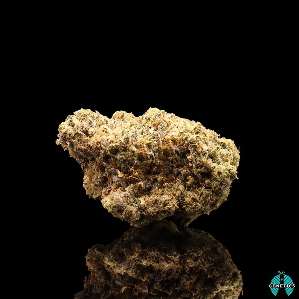 Kahhhboom by Maitri Genetics
