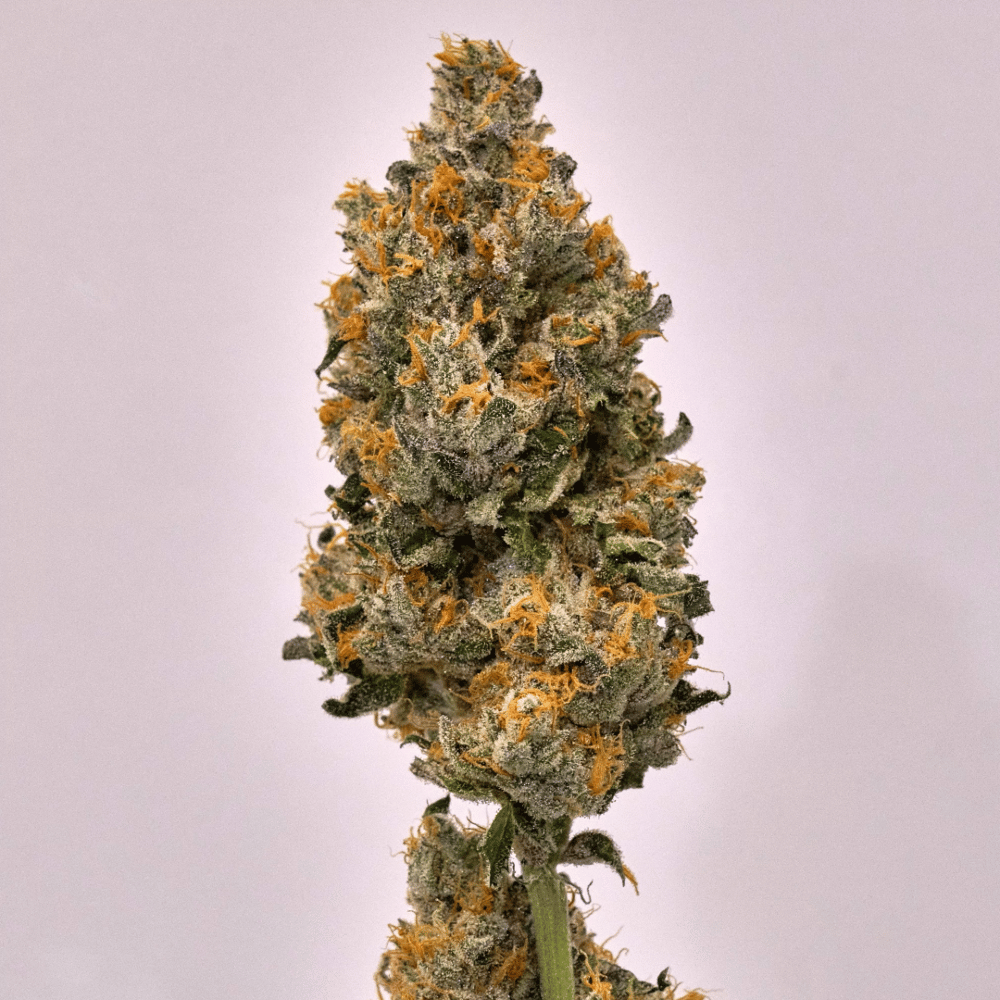 Atomic Red by Bonsai Buds