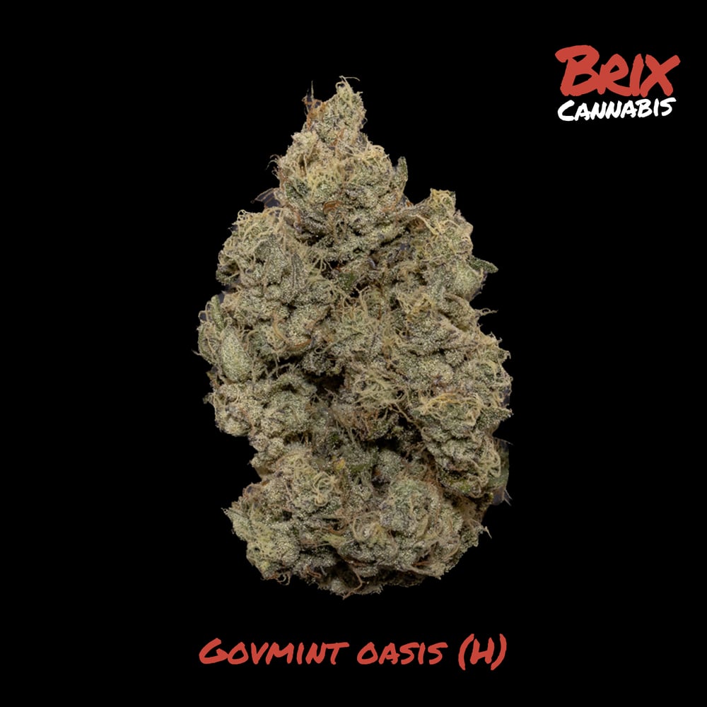 Govmint Oasis Whole Flower 7g (H) 00580 by Brix Cannabis