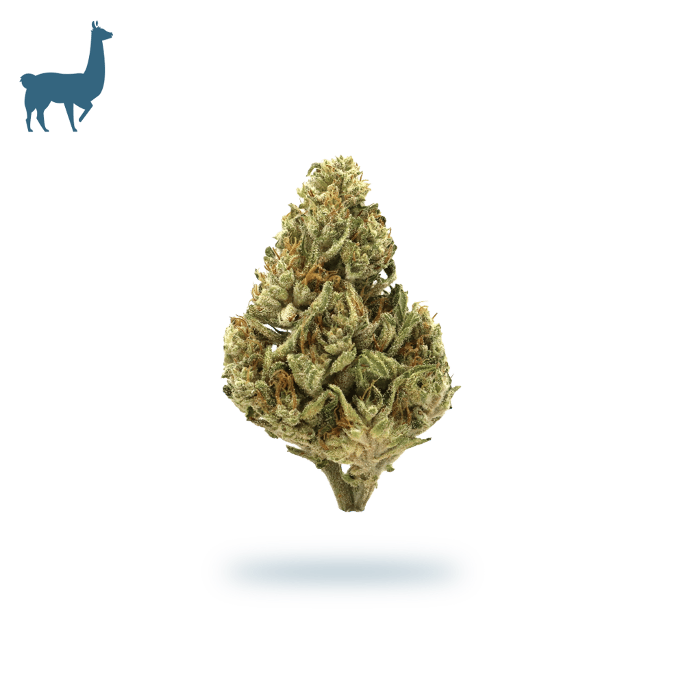 2:1 Candy Blossom by East Fork Cultivars