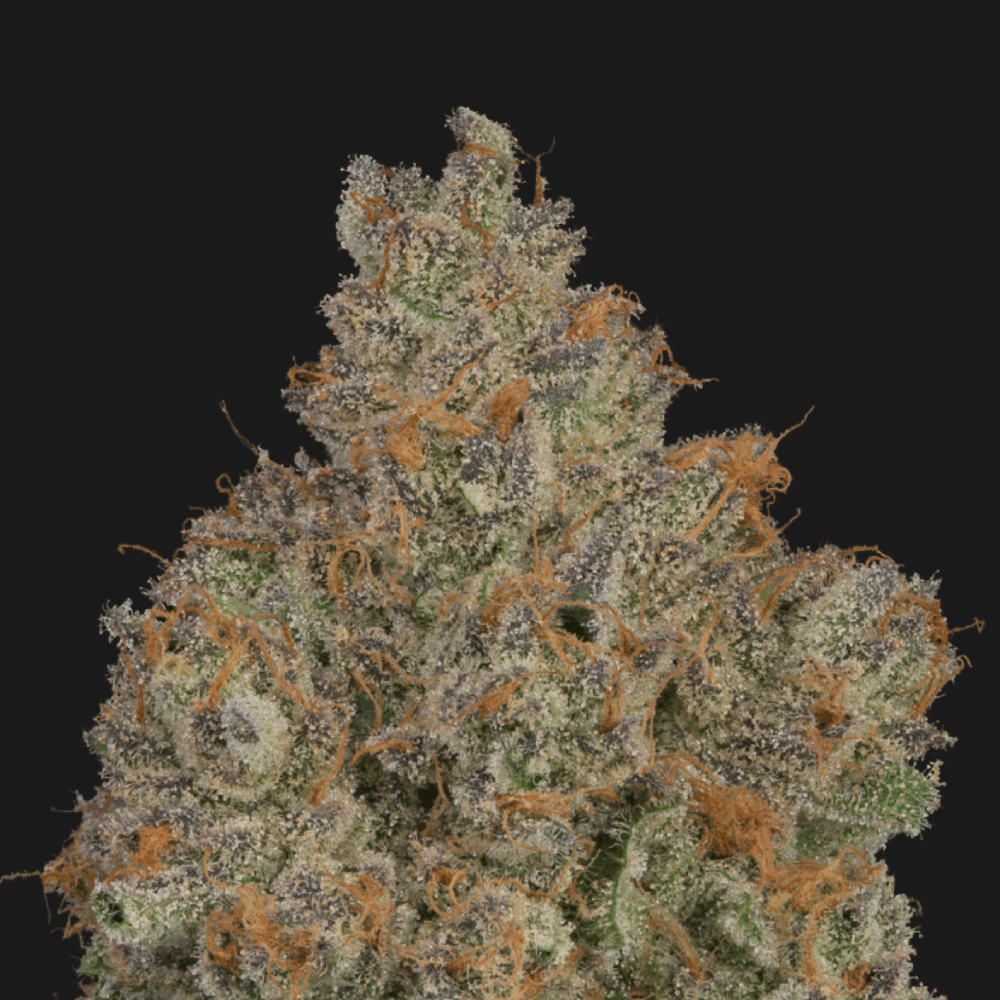 Zamosa [3.54g] by Klutch Cannabis