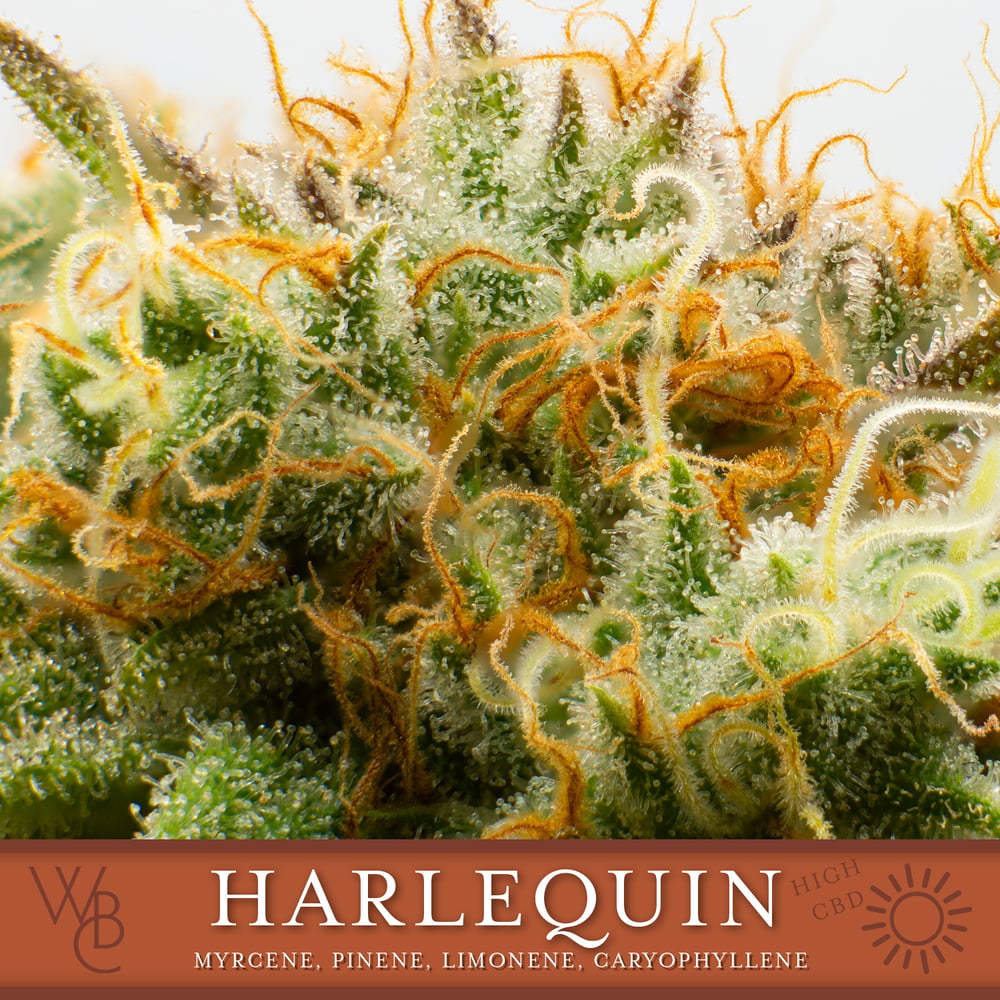 Harlequin [10pk] by Washington Bud Company