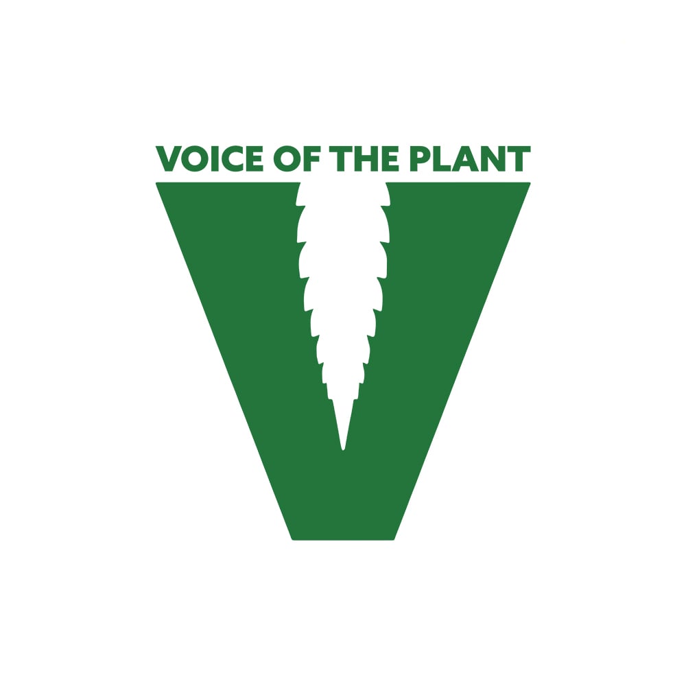 Lemon Cherry Sherbert by Voice Of The Plant