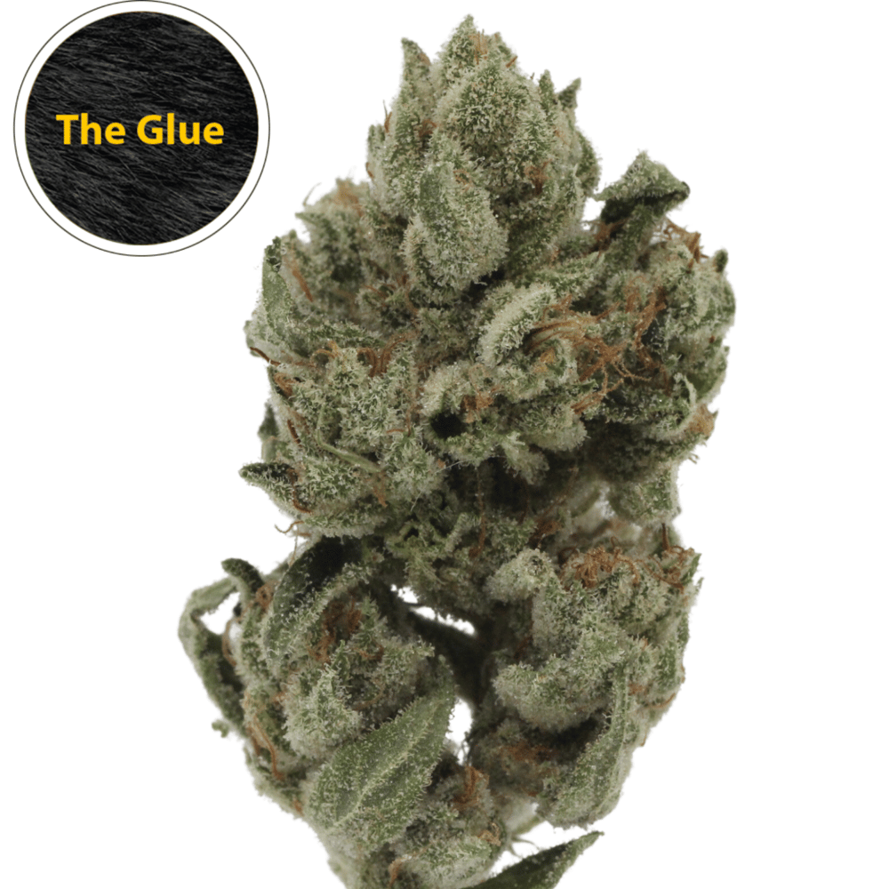 The Glue by Canna Organix