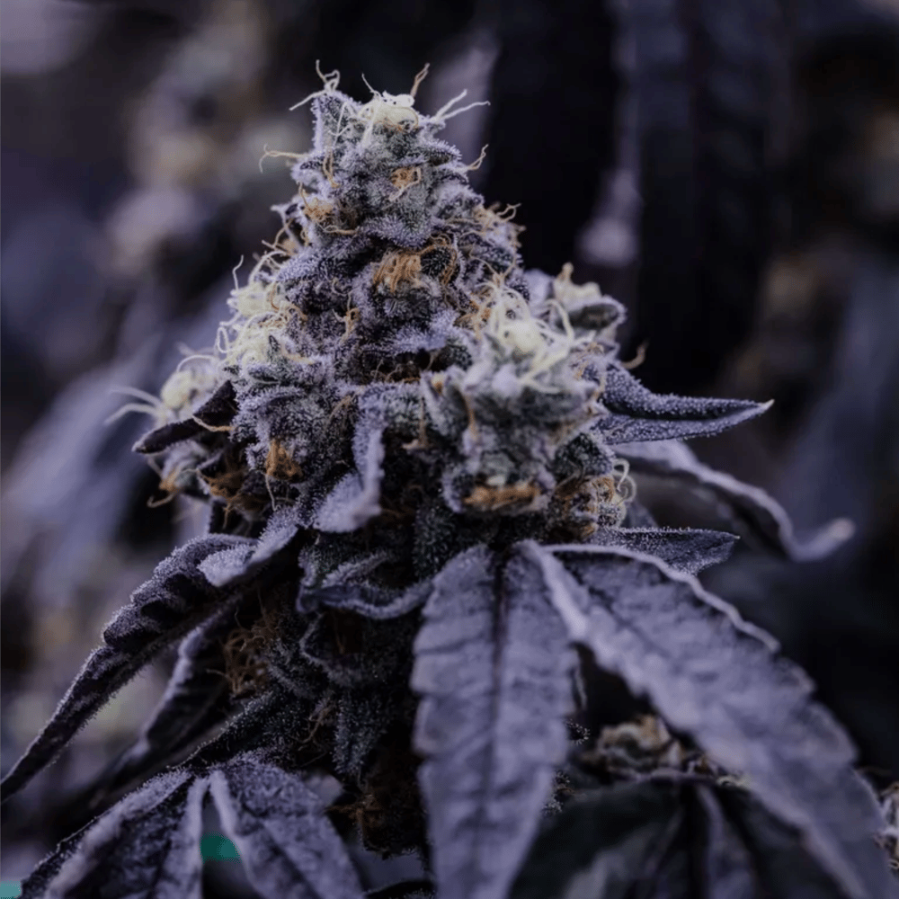 Chem Dog by Mr. Tree