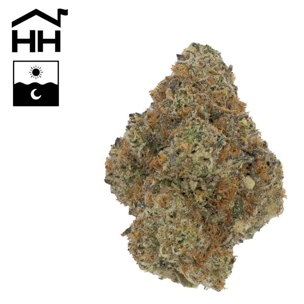 Animal Tree #13 by Harbor House Collective