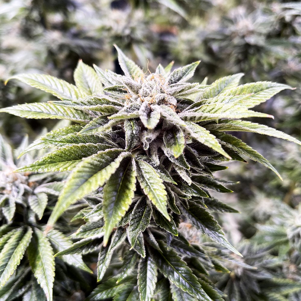 Biscotti x Jealousy x Sherbert by OMG! - PR