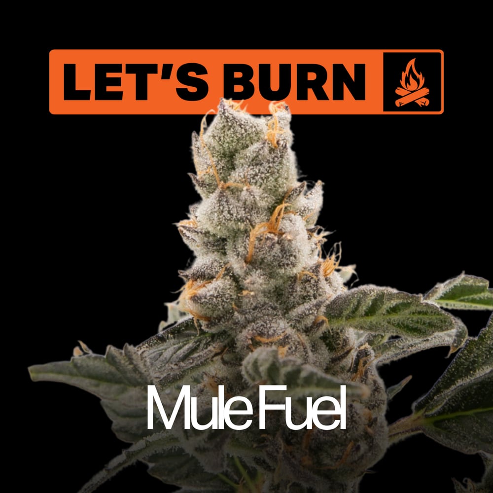 Let's Burn Mule Fuel 3.5g 0083 by Let's Burn