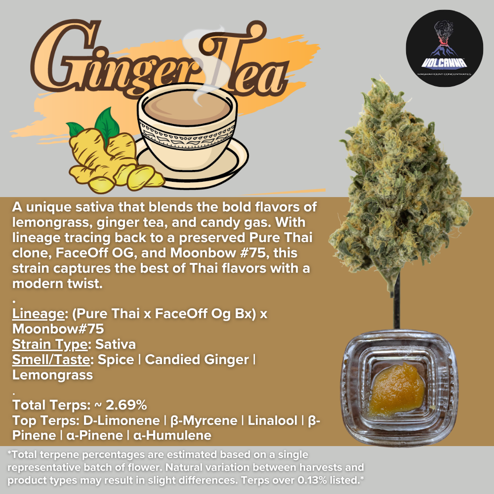 Sauce Baller Jar - Ginger Tea [4g] - Cured Resin by Volcanna