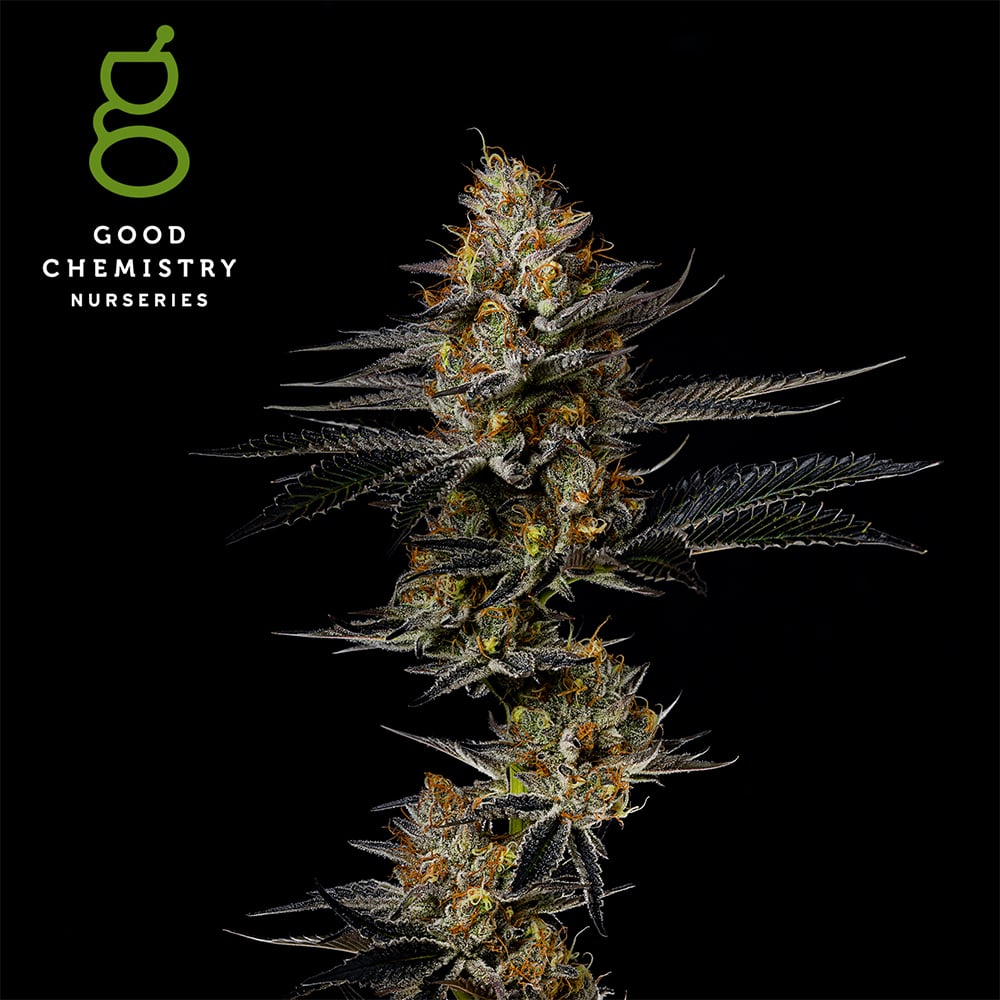 Banana Ice Pop by Good Chemistry Nurseries