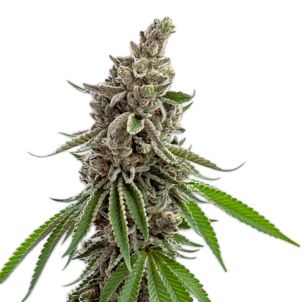Açai Sherbert (Small Bud) by Vireo
