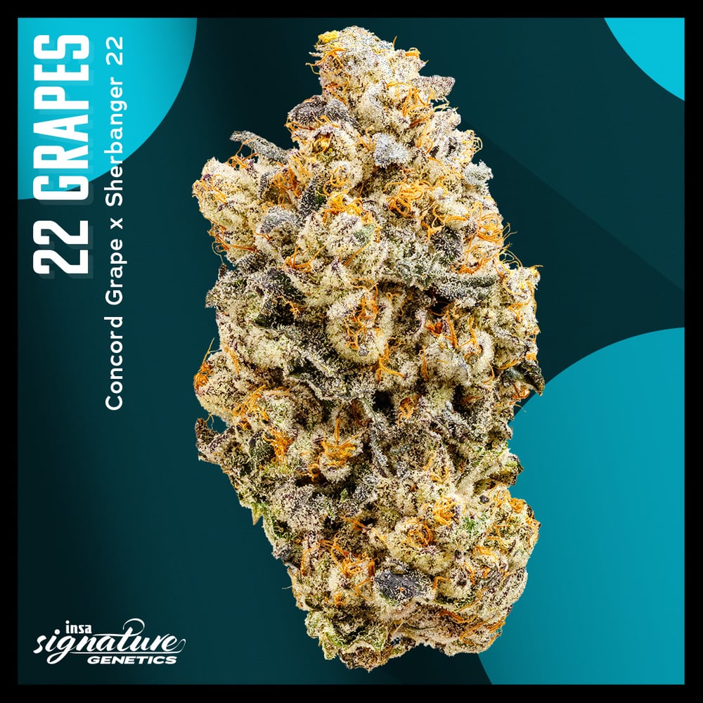 22 Grapes by Insa
