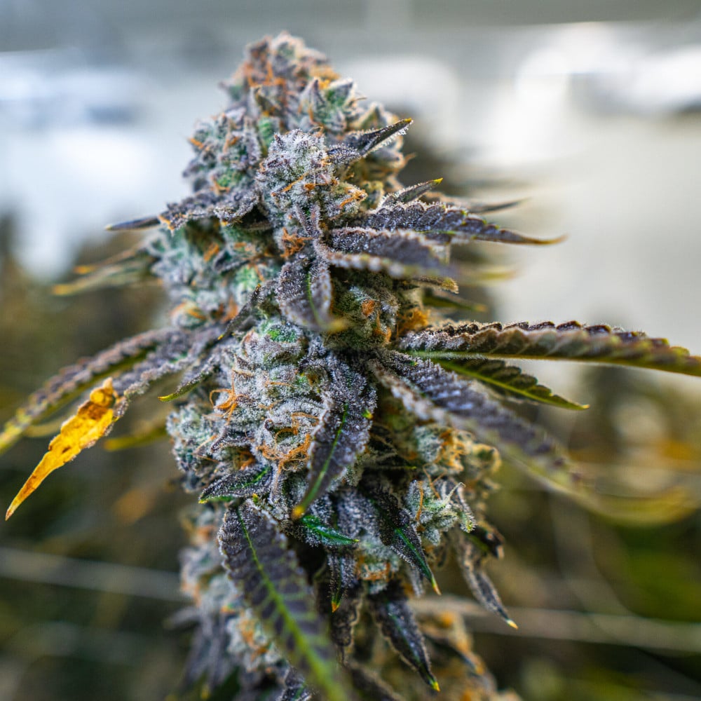 Grape Cream Cake by Blackstone Valley Cannabis