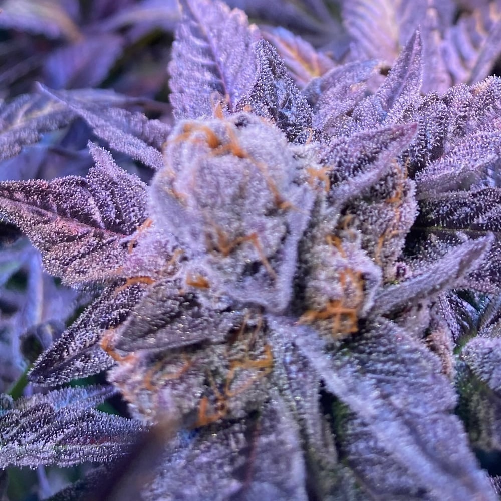 A La Mode by Lost Dutchmen Cannabis Co.