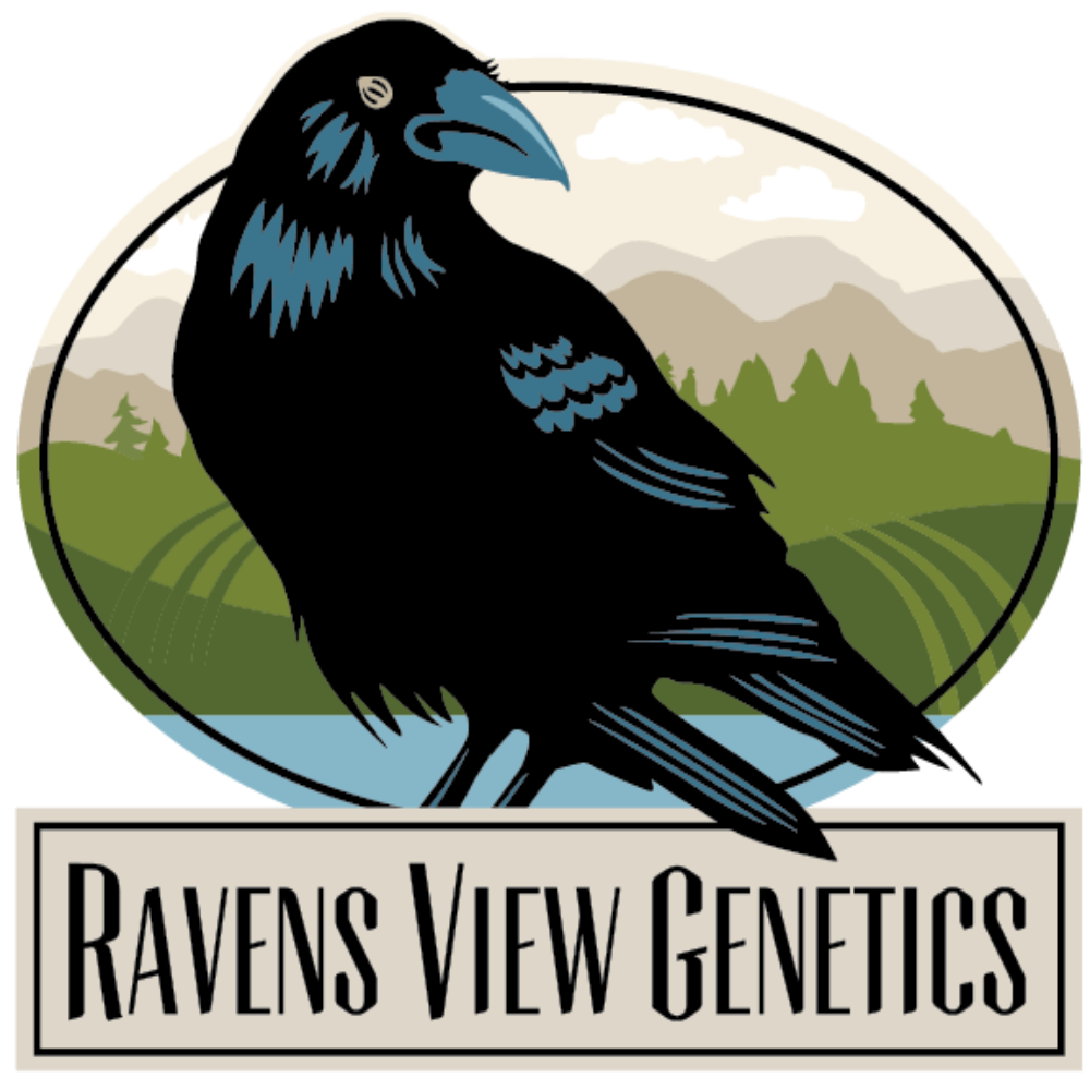 Squirt by Ravens View Genetics