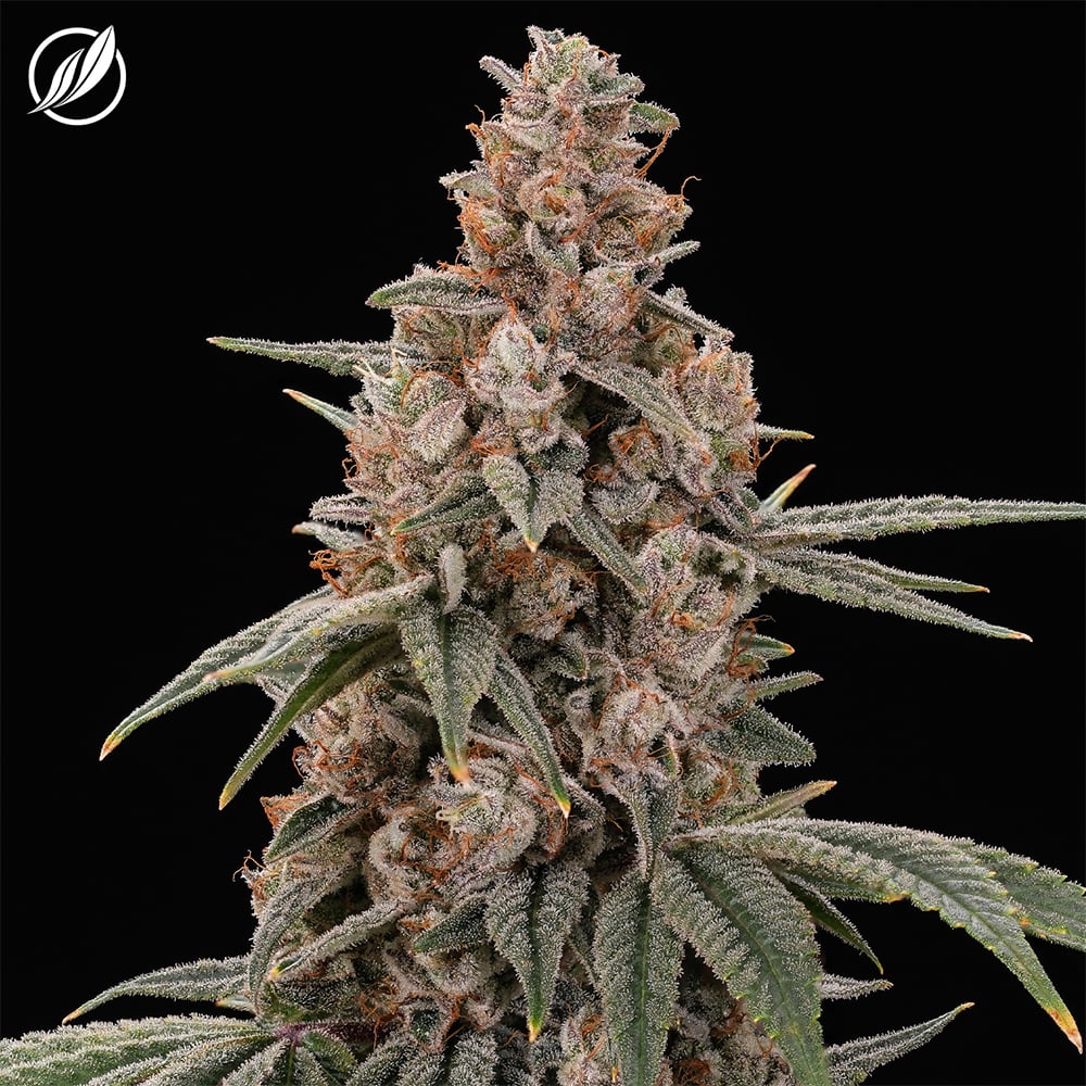 Yellow Haze OG Flower S 25803 by CTPharma