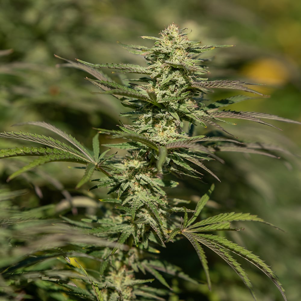 1:1 ACDC Cookies by East Fork Cultivars