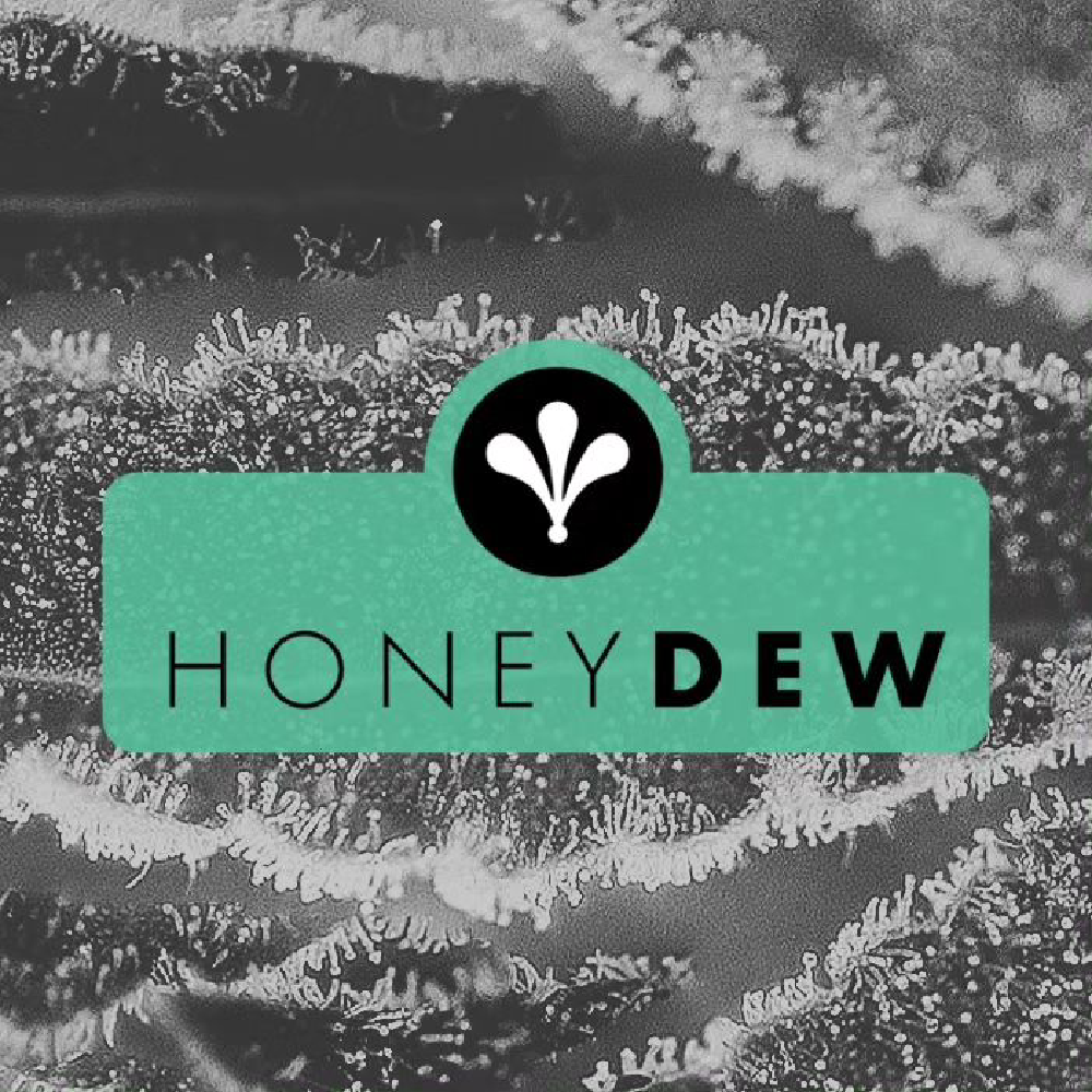 Heady Eddy [.5g] by Honeydew