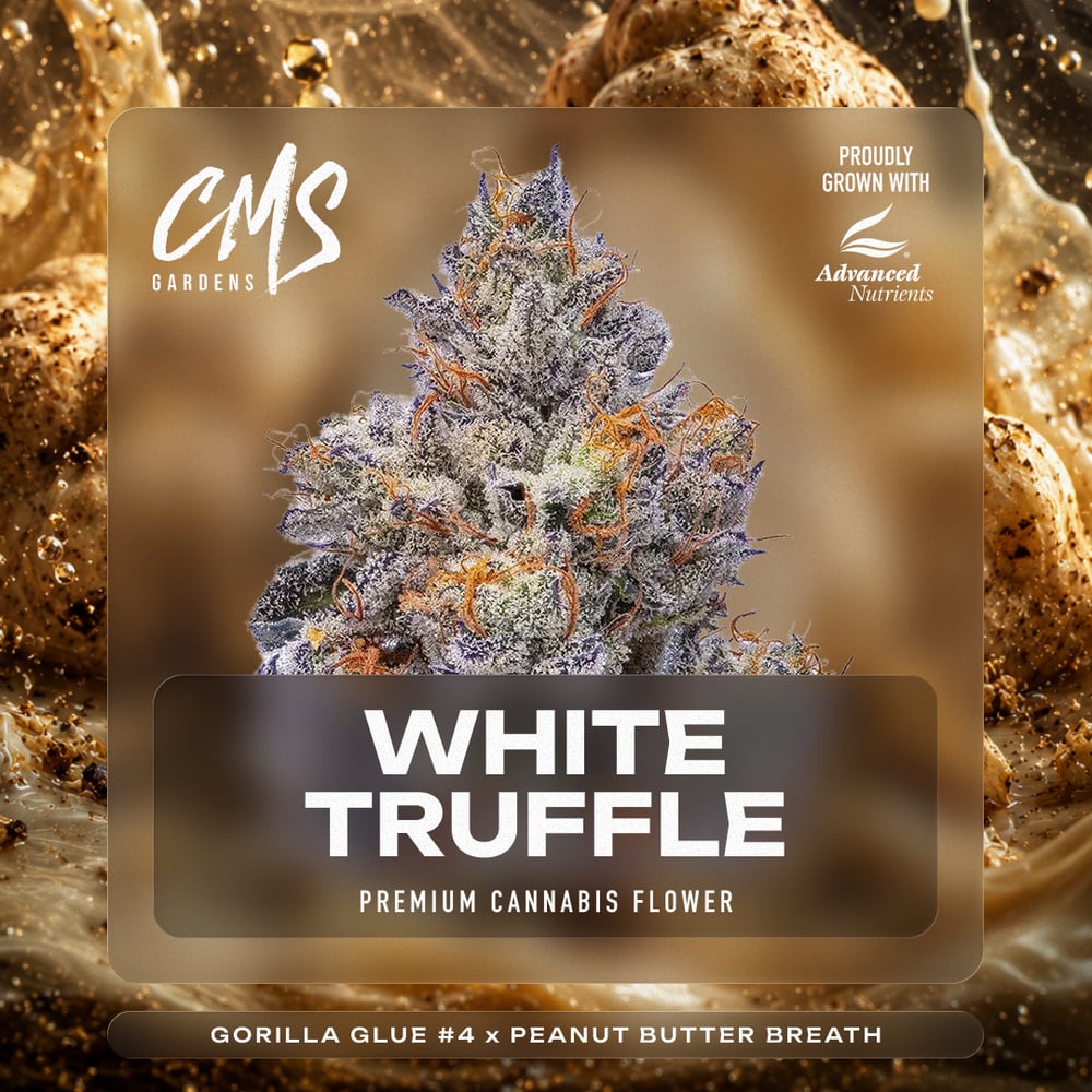 White Truffle by CMS Gardens
