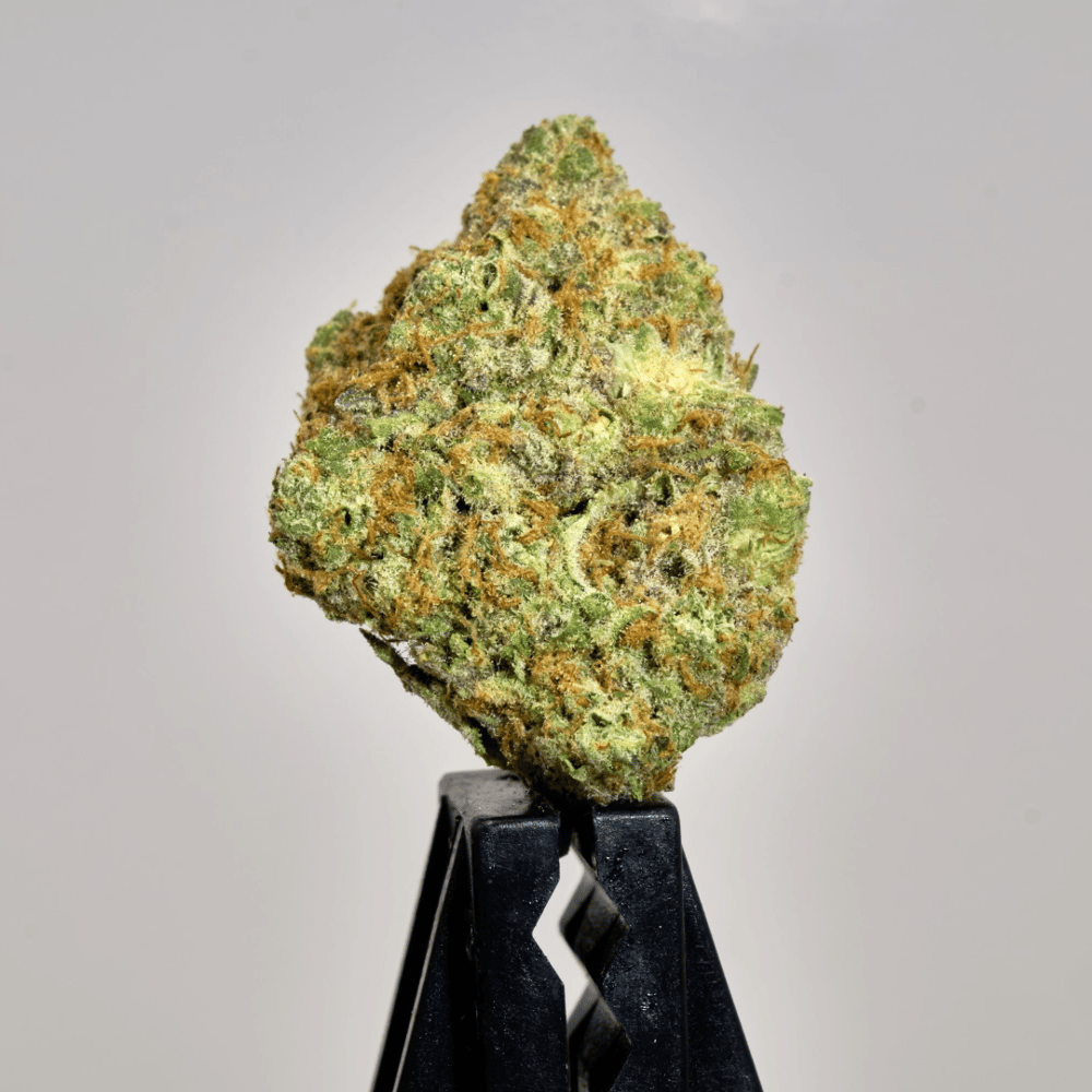 Daisy Cutter by Bonsai Buds