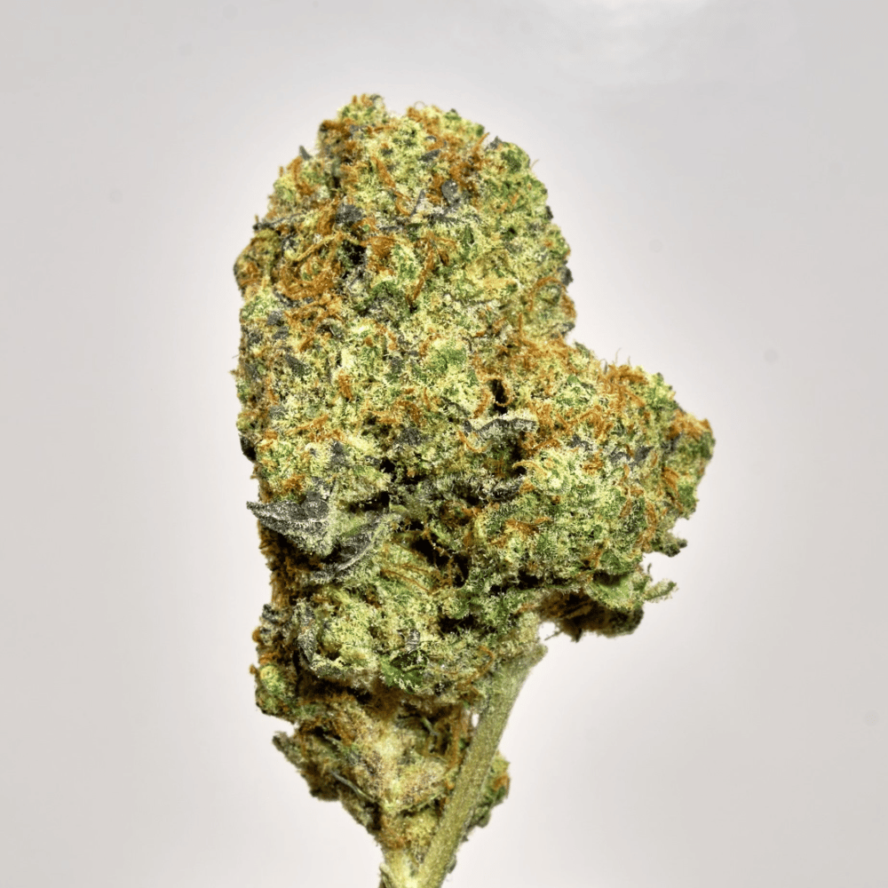 Daisy MAC by Bonsai Buds