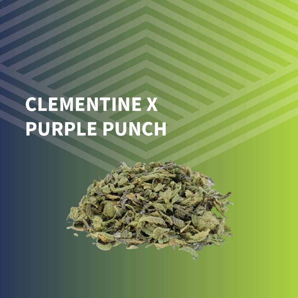 Clementine x Purple Punch Trim by Pure Dakota