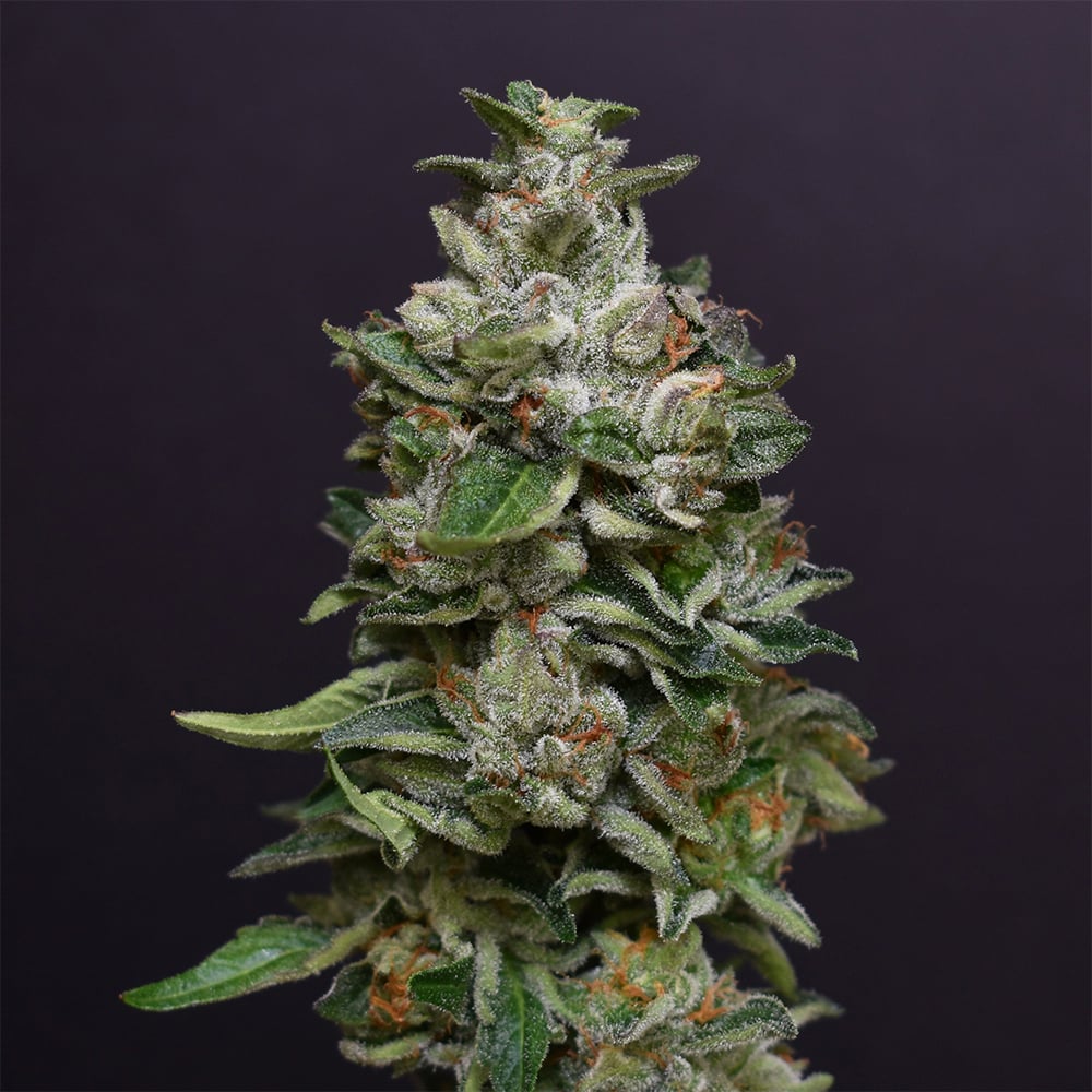 Bacio Gelato #41 [4g] by Desert Peaks Farms