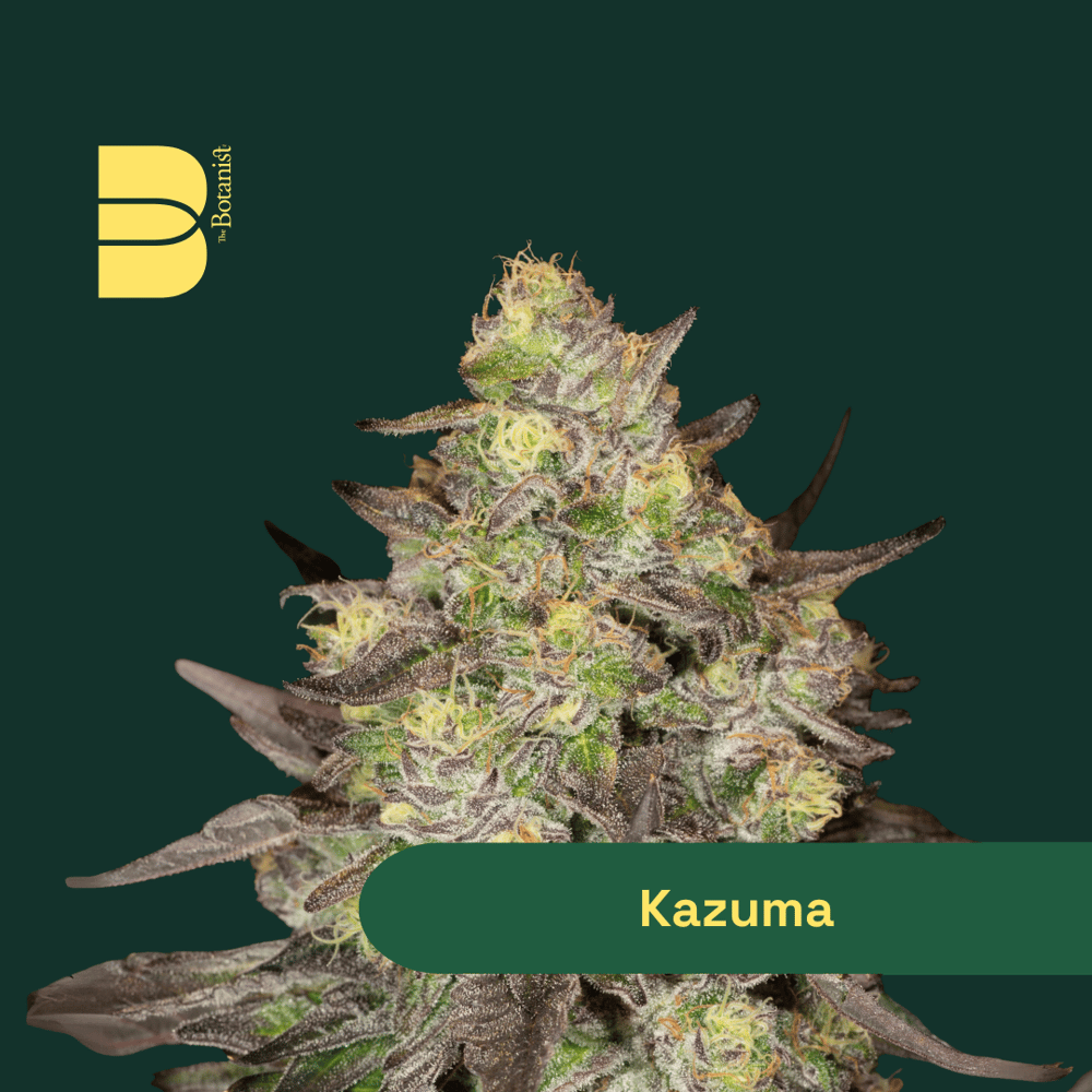 Kazuma by Botanist