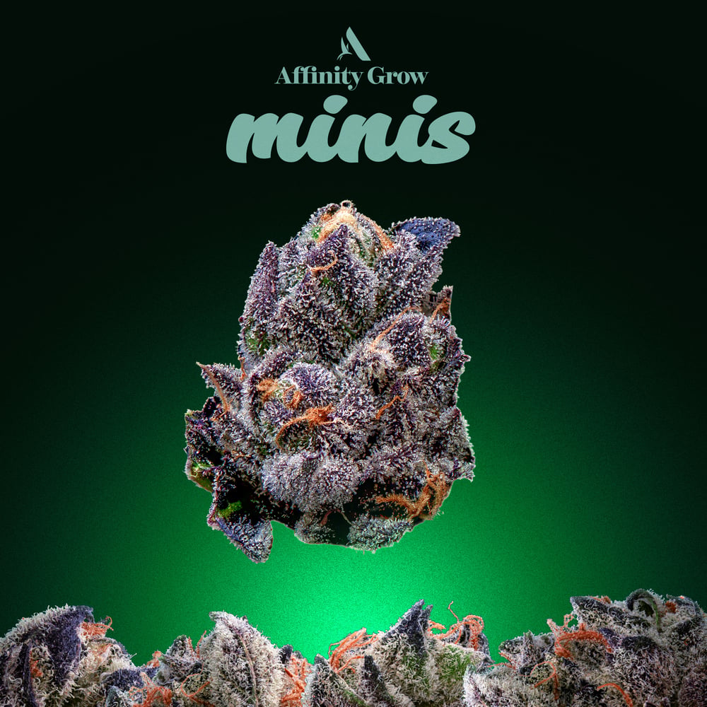 Appz Bnnz Flower Minis T25.45% H 00605 by Affinity Grow