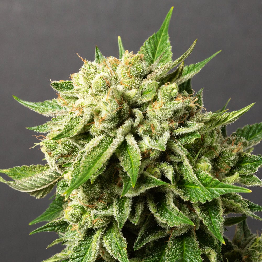 Banana Cream by Monterey Kush Co