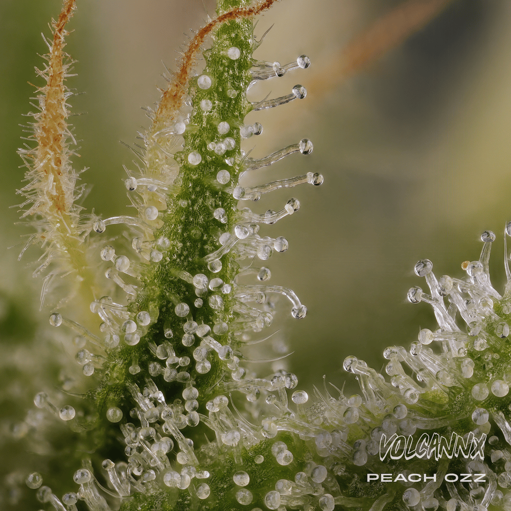 Apricot Jelly - Premium Cannabis Flower by VOLCANNX