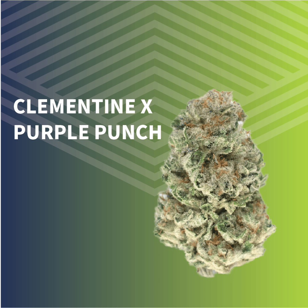 Clementine x Purple Punch by Pure Dakota