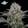 GMO Purps CTP