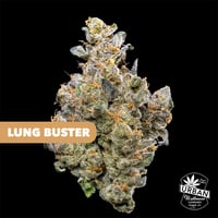 Shop Tangie | Urban Wellness - 98th Dispensary Albuquerque, NM