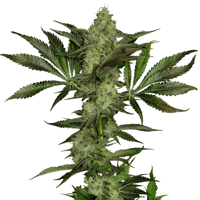 Shop Motor Breath x Mike Larry | GraniteLeaf Cannabis - Merrimack  Dispensary Merrimack, NH
