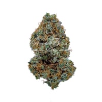 Cambodian Thai x BOEL Skunk