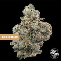 Ice Cold Ice Cold