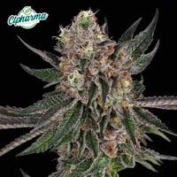 Strawberry Pave Flower H 27359