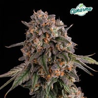 Full Tank Flower | 23.04 | 26440 | 3.5g