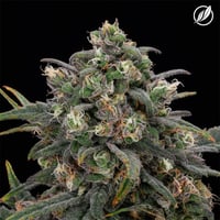 Blue Sky Haze Flower | T9.78 | C8.51 | 26150 | 3.5g