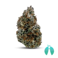 Black Domina Black Domina