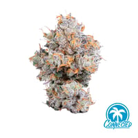 Shop Trainwreck | Terrapin Care Station - Lewisburg Dispensary