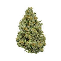 Gandhari Kush