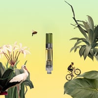 Shop featured cannabis products | FLUENT - Fort Walton Beach