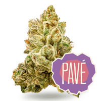 Pavé