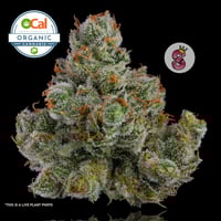 Mimosa⭐︎ Buy Mimosa Cannabis Seeds | MSNL USA