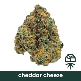 Cheddar Cheeze by Grassroots